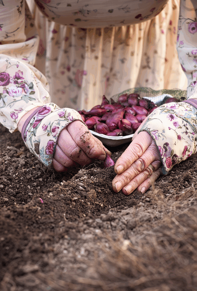 Want Bigger, Earlier Onions Next Year? The Secret Is Planting Them in Fall (Here’s Exactly How) 4