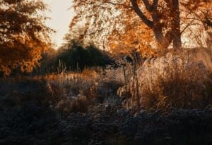 Plants for winter interest