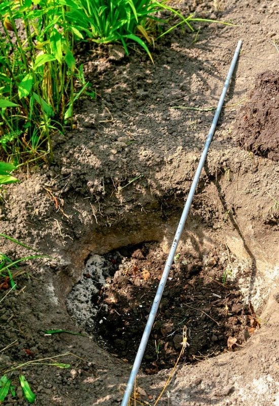 Why Fall Is the Perfect Time to Plant Roses (and How to Do It for Gorgeous Spring Flowers) 3