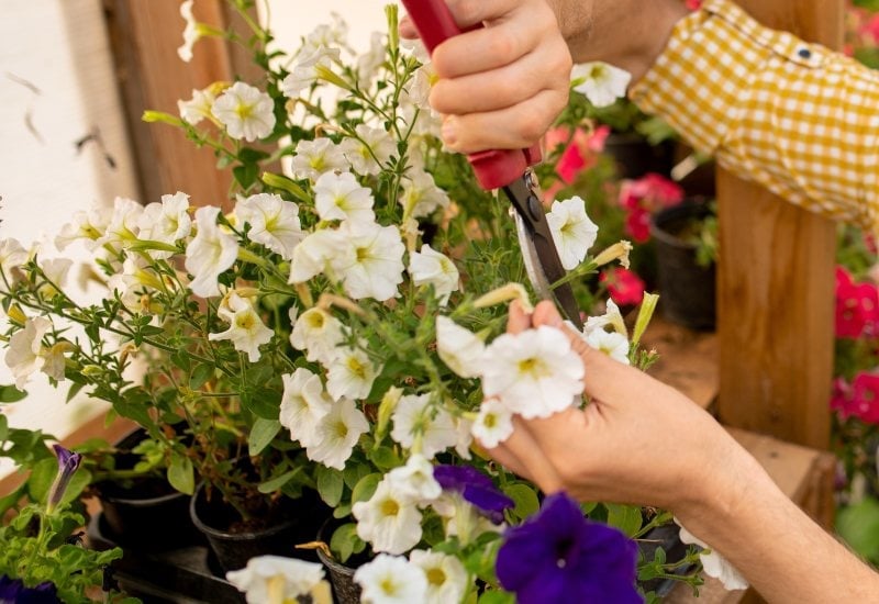 Prune Your wave Petunias