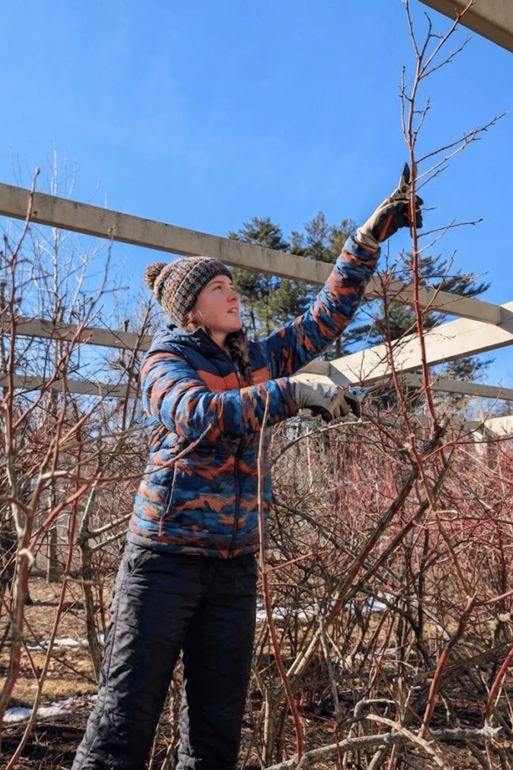 How and When to Prune Blueberry Bushes So They Produce More Fruit Year After Year 8