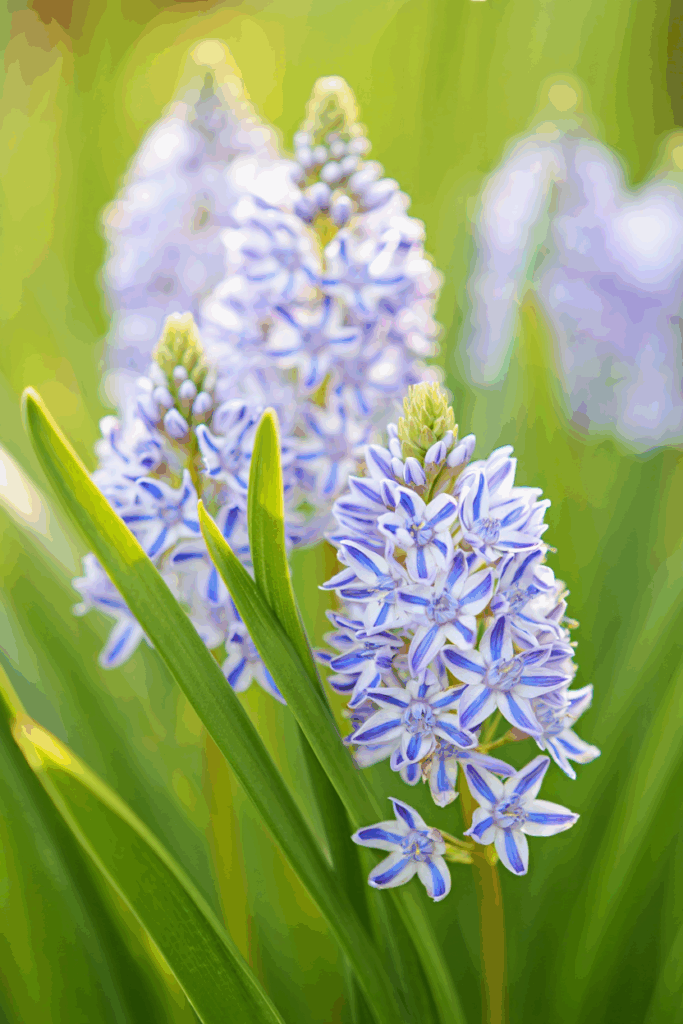 15 Striking Spring Bulbs to Plant This Fall for Flowers You’ve Never Seen Before 7