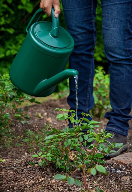 Reduce Watering Your Rose Shrubs as the Season Progresses