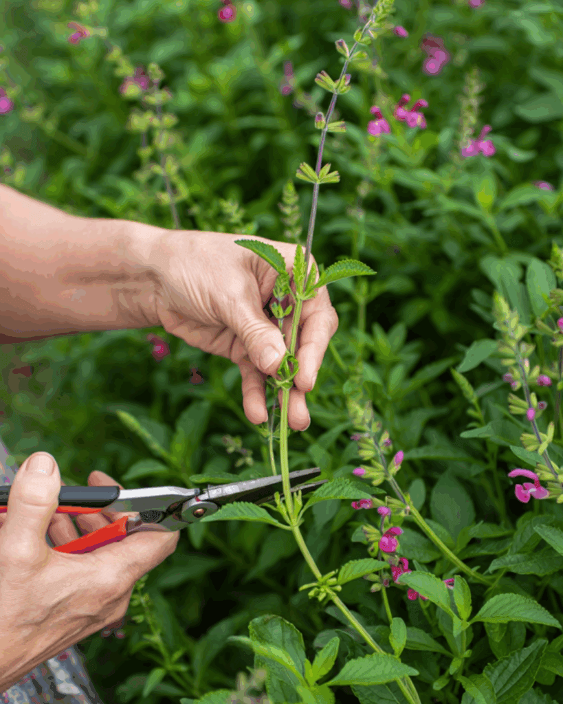 Snip, Save, and Multiply – Take Cuttings of These 10 Flowers This September to Get a Head Start on Spring 4