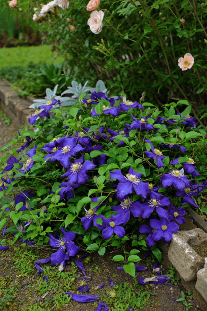 15 Beautiful Ground Covers That Outcompete Weeds Without Chemicals or Constant Upkeep 7