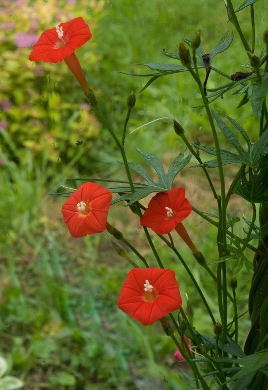 Scarlet Creeper (Ipomoea hedrifolia)