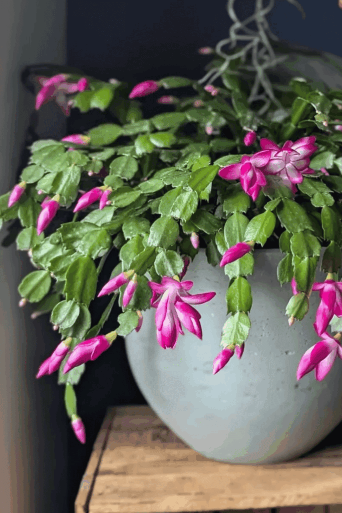 Christmas, Thanksgiving, or Easter? How to Tell Which Holiday Cactus You Actually Have 6