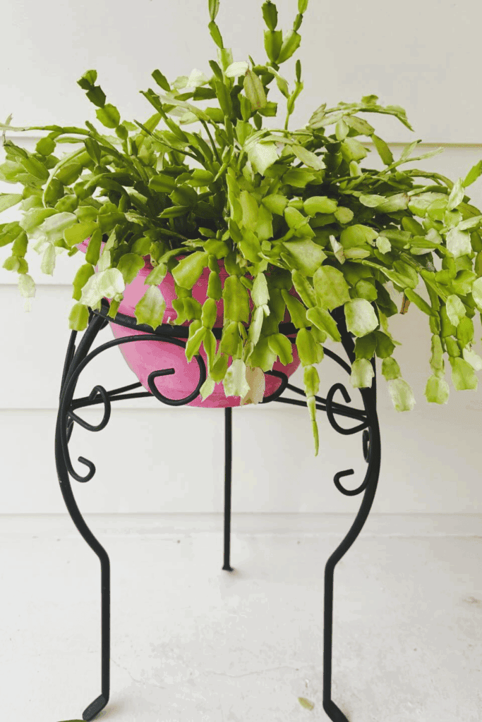 Christmas, Thanksgiving, or Easter? How to Tell Which Holiday Cactus You Actually Have 4