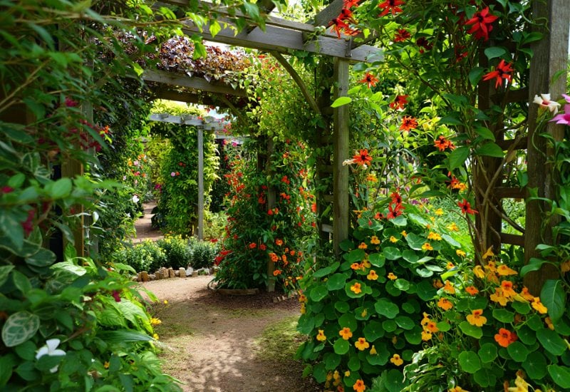 Shade Tolerant Annual Vines