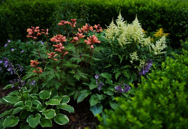 Shade Tolerant Perennials for USDA Zone 9