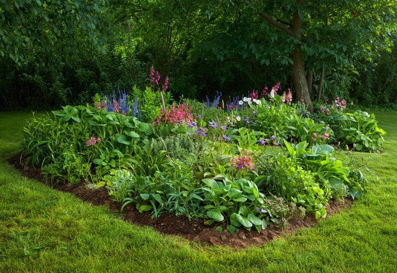 22 Amazing Perennials For Shady Gardens In Usda Hardiness Zone 9