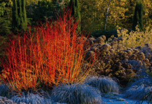 Shrubs With Fiery Winter Stems