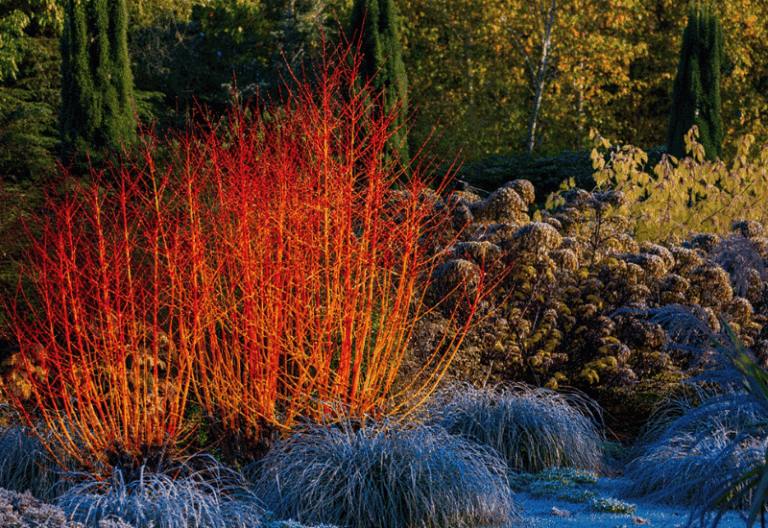 Shrubs With Fiery Winter Stems