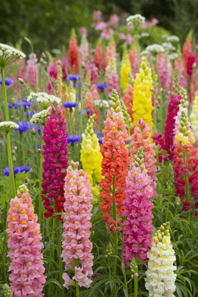 15 Cold-Hardy Annuals to Plant in October for a Head Start on Gorgeous Spring and Summer Blooms 8