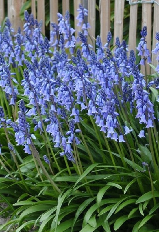 15 Stunning Bell-Shaped Flowers That Add Grace and Elegance to Any