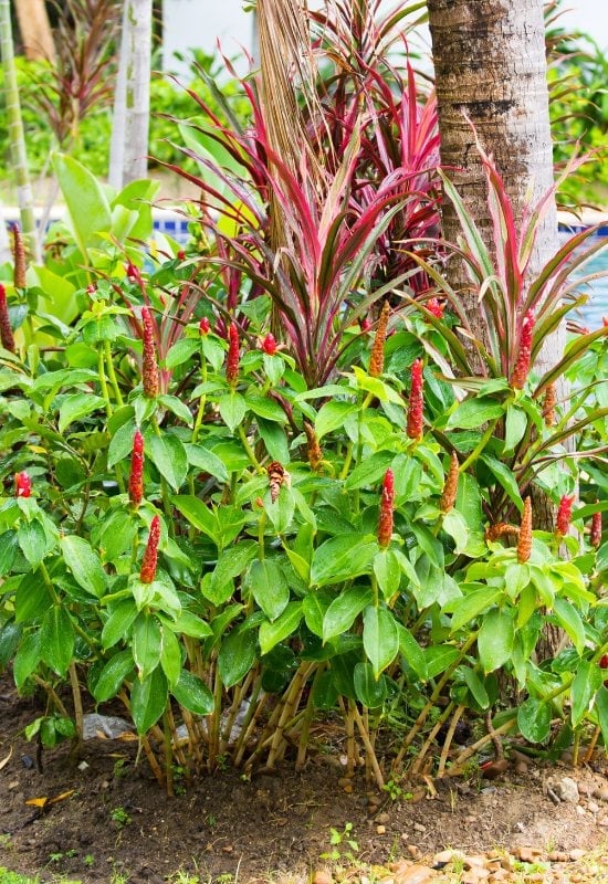 Spiral Ginger (Costus barbatus)