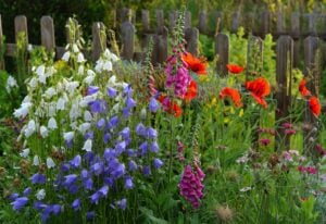 15 Bell-Shaped Flowers That Add Graceful Drooping Blooms to Your Garden 13