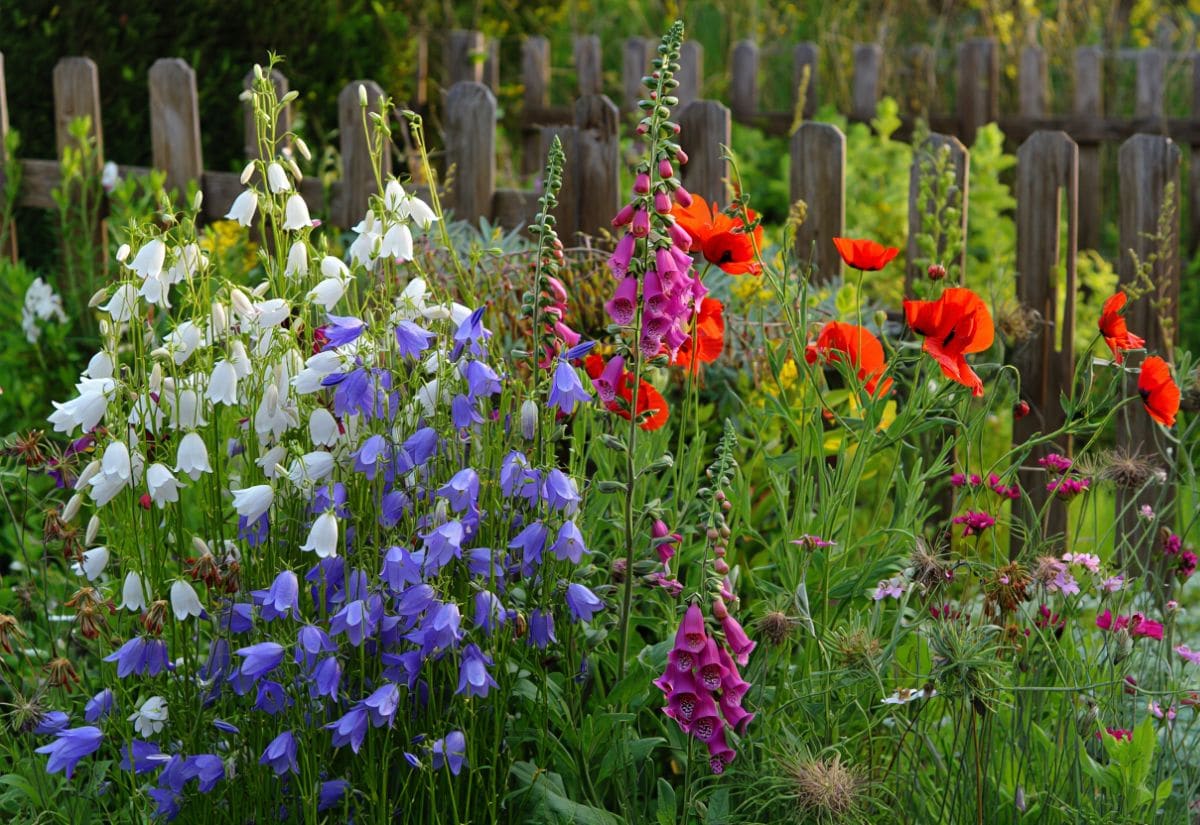 15 Bell-Shaped Flowers That Add Graceful Drooping Blooms to Your Garden 11