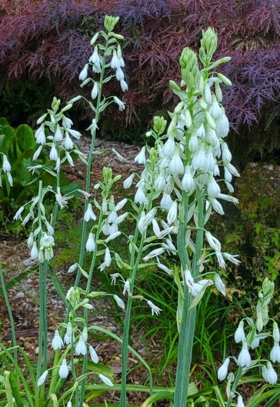 【希少】A Darden of Bell Flowers Bellflowers in the Shade Garden - YouTube
