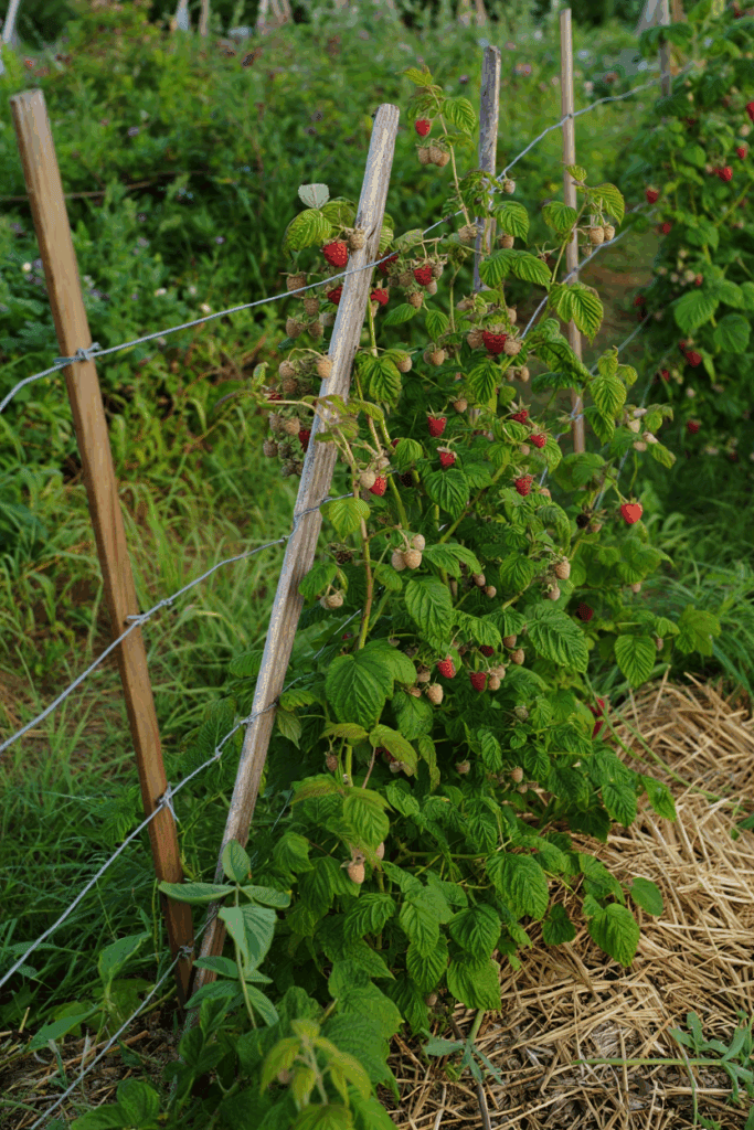 10 Plants You’ll Be Glad You Pruned in September – Don’t Wait Until It’s Too Late 5