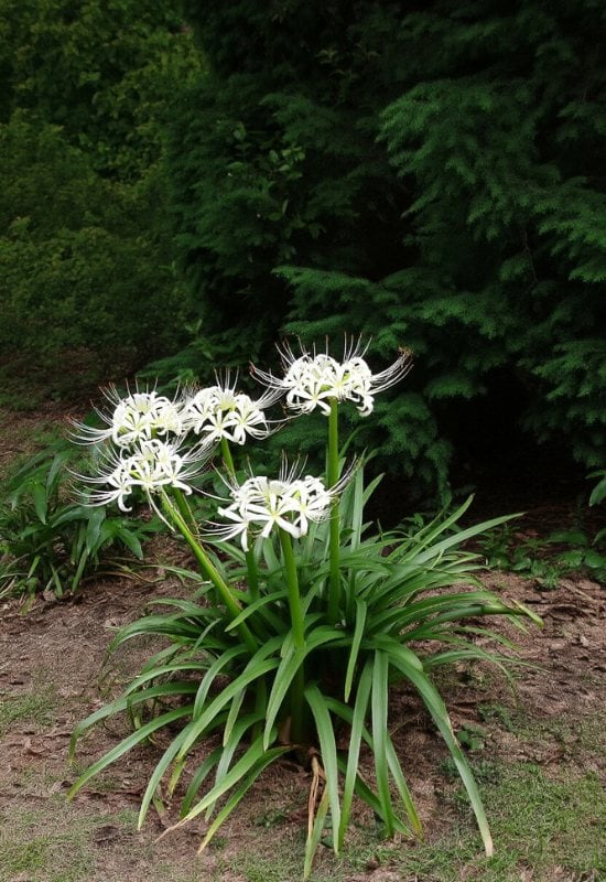 Swamp Lily (Crinum americanum)