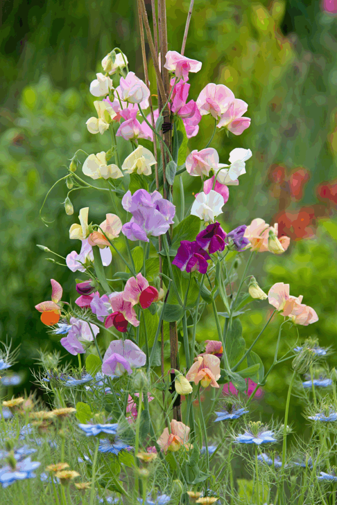 15 Cold-Hardy Annuals to Plant in October for a Head Start on Gorgeous Spring and Summer Blooms 9