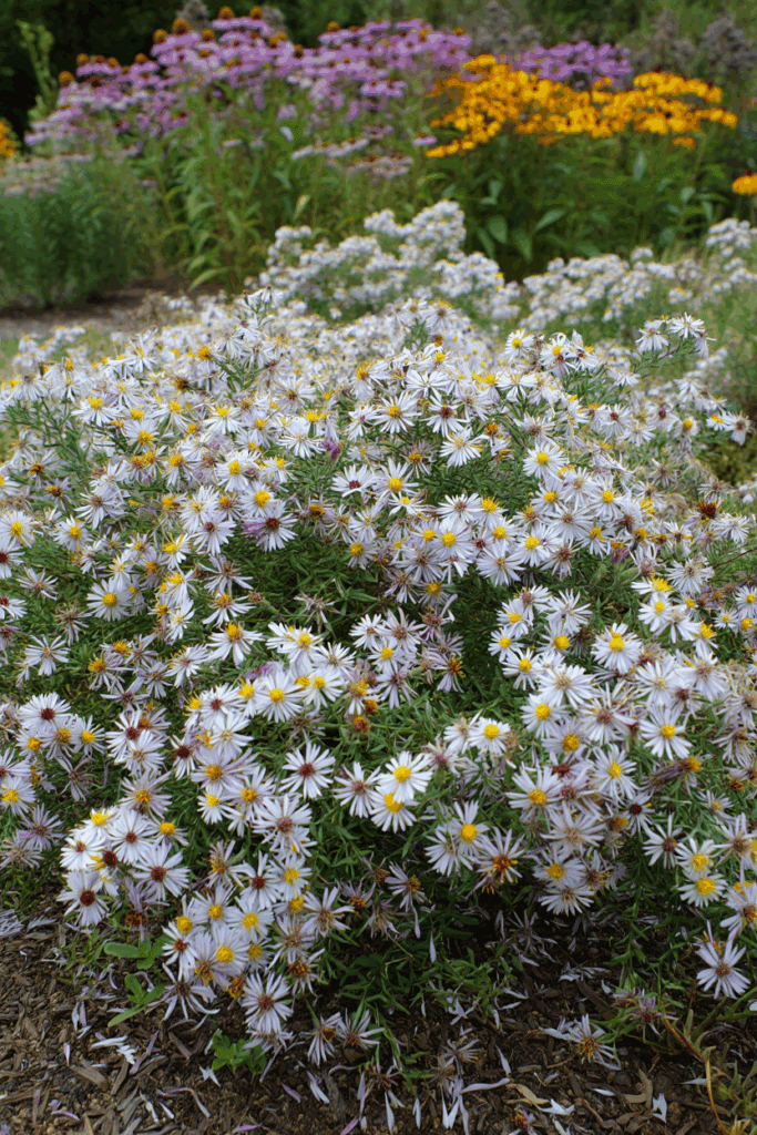 15 Beautiful Ground Covers That Outcompete Weeds Without Chemicals or Constant Upkeep 8
