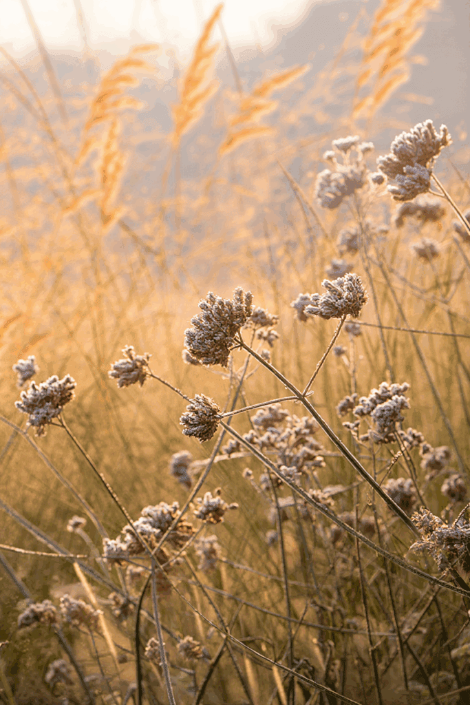 15 Plants That Keep Your Garden Magical All Winter (Even in Snow and Frost) 4