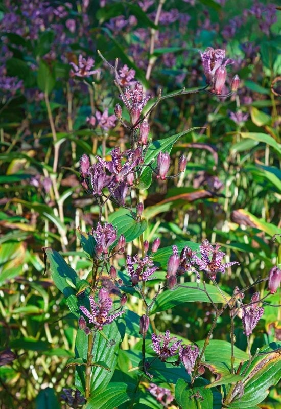 Toad Lily (Tricyrtis spp.)