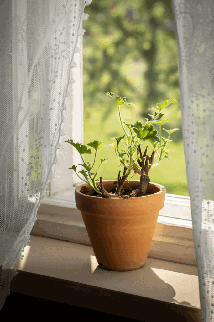 This Old-Fashioned Geranium Overwintering Trick Is Still the Easiest Way to Keep Them Alive 8