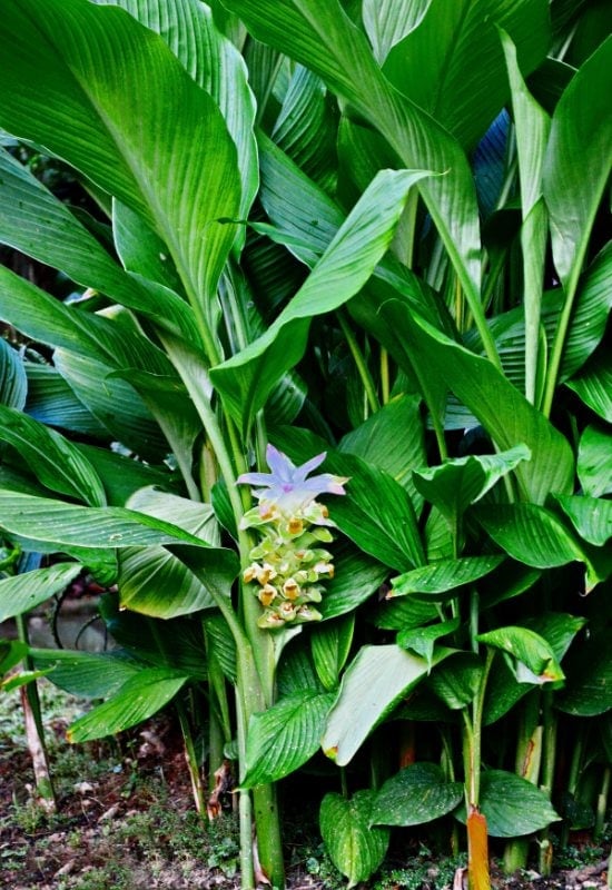 Turmeric (Curcuma longa)