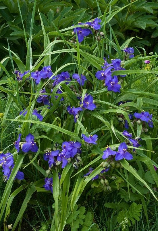 Virginia Spiderwort (Tradescantia virgininana)