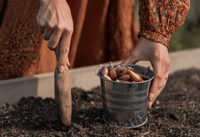 Want Bigger, Earlier Onions Next Year? The Secret Is Planting Them in Fall (Here’s Exactly How)