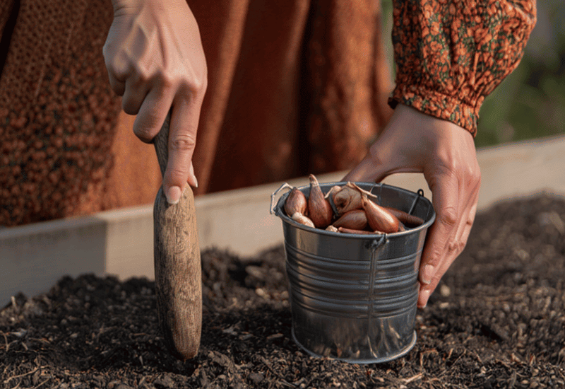 Want Bigger, Earlier Onions Next Year? The Secret Is Planting Them in Fall (Here’s Exactly How) 10