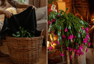 Want Early Blooms? Try These 5 Tricks to Get Your Christmas Cactus Flowering Before Christmas