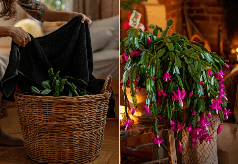 Want Early Blooms? Try These 5 Tricks to Get Your Christmas Cactus Flowering Before Christmas 1 Want Early Blooms? Try These 5 Tricks to Get Your Christmas Cactus Flowering Before Christmas