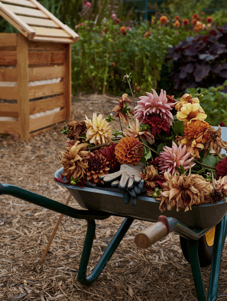 How to Deadhead Dahlias for Maximum Blooms – And Keep the Color Coming Until the End of the Season 8