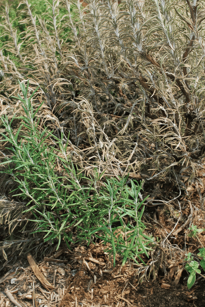 Pruning Rosemary the Right Way: When to Do It and How to Avoid Common Mistakes 2