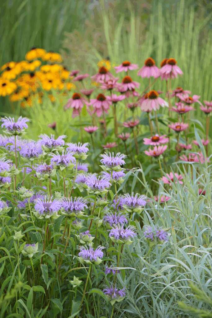 16 Easy Wildflowers to Direct Sow Outside in Fall for a Naturalized, Meadow-Like Spring Garden 16