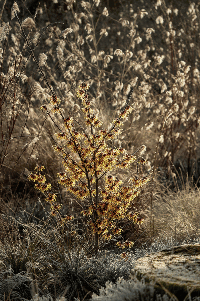 15 Plants That Keep Your Garden Magical All Winter (Even in Snow and Frost) 15