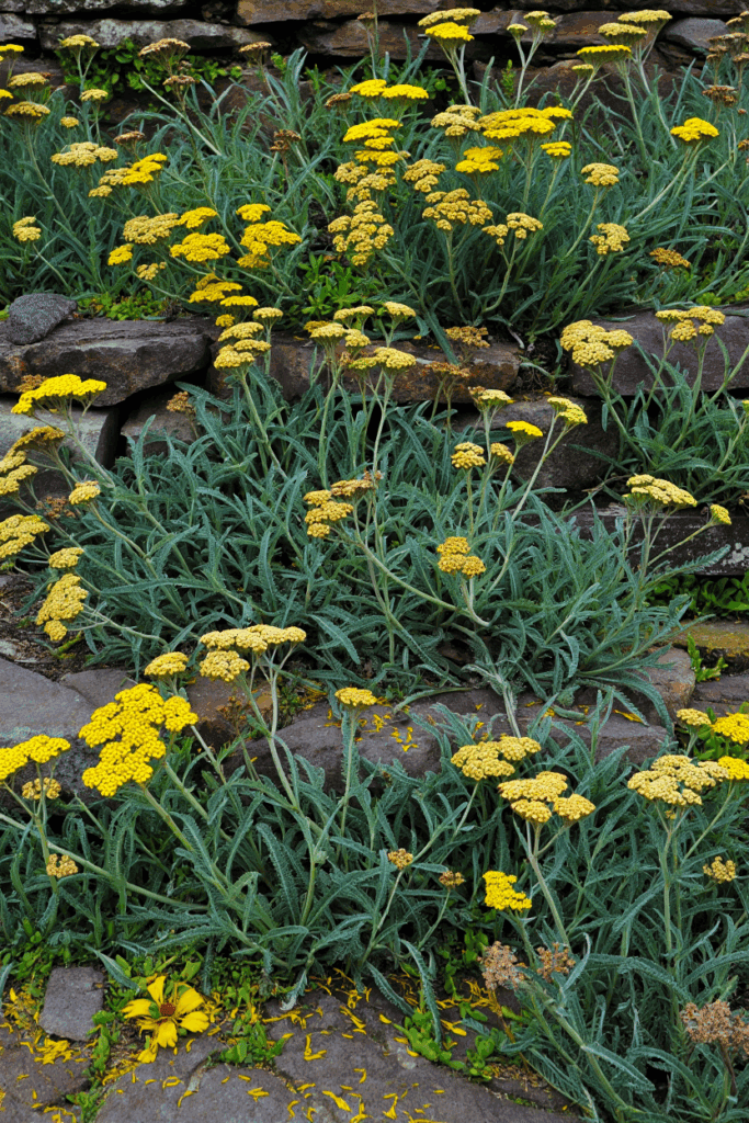 15 Beautiful Ground Covers That Outcompete Weeds Without Chemicals or Constant Upkeep 6