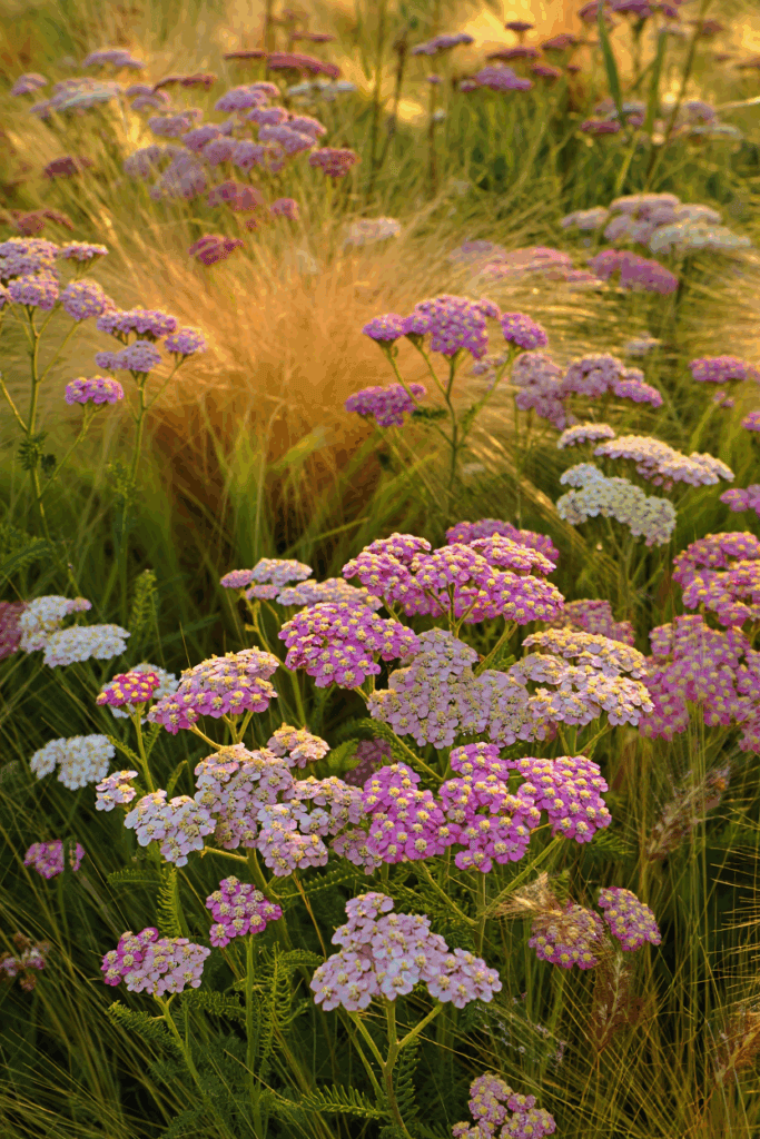 16 Easy Wildflowers to Direct Sow Outside in Fall for a Naturalized, Meadow-Like Spring Garden 10