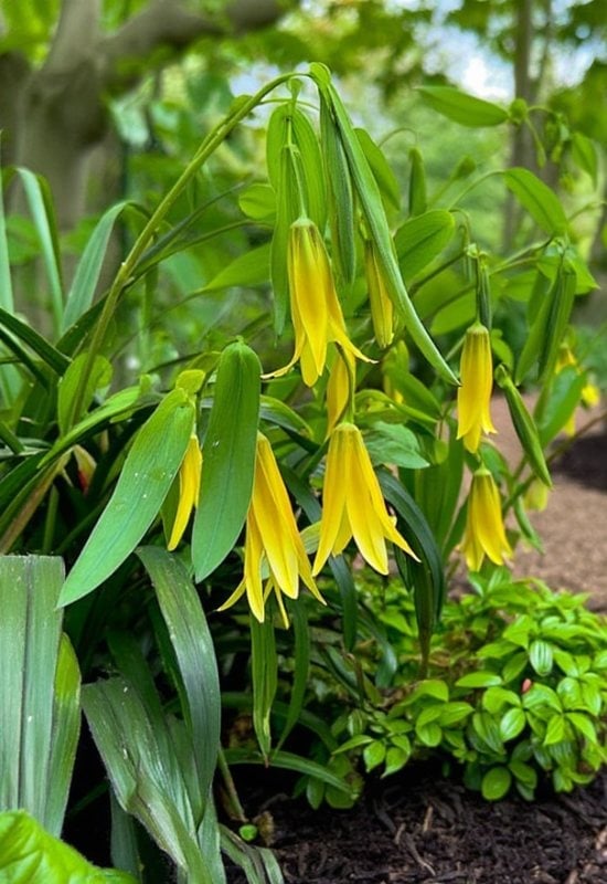 15 Bell-Shaped Flowers That Add Graceful Drooping Blooms to Your Garden 12