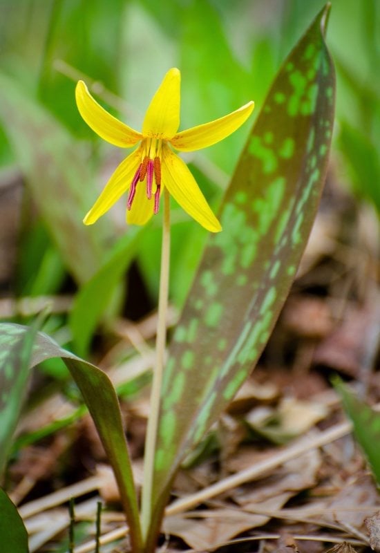 Yellow Trout Lily (Erythronium americanum)