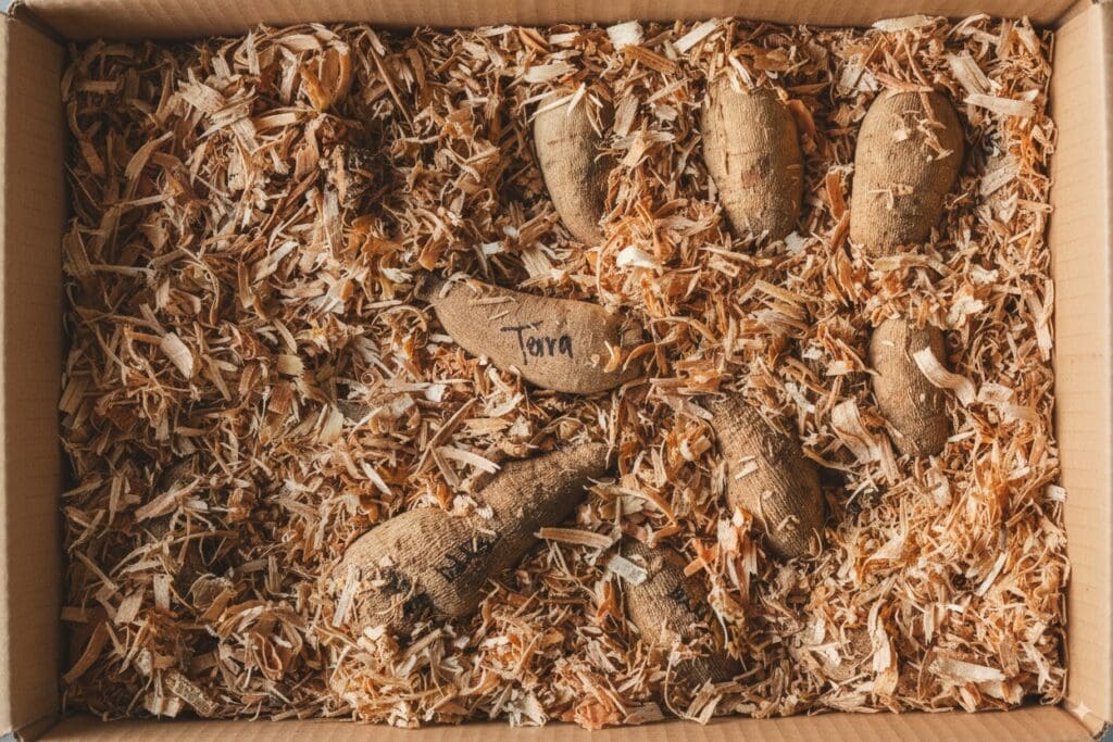 How to Lift, Store, and Divide Dahlia Tubers for Stronger, Earlier Blooms Next Year 10