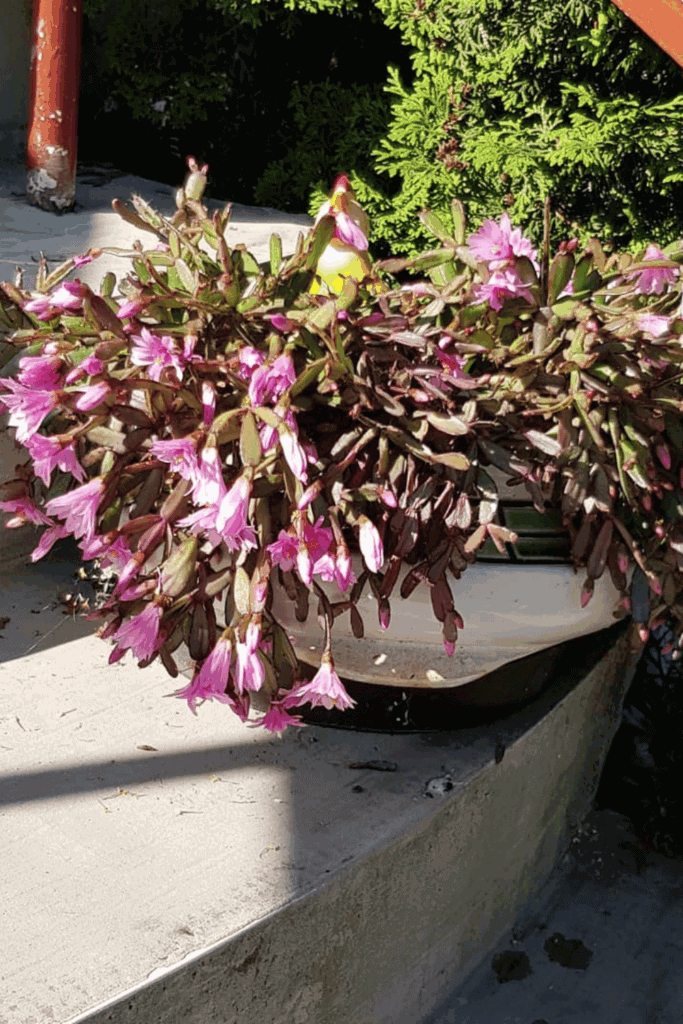 Christmas, Thanksgiving, or Easter? How to Tell Which Holiday Cactus You Actually Have 9