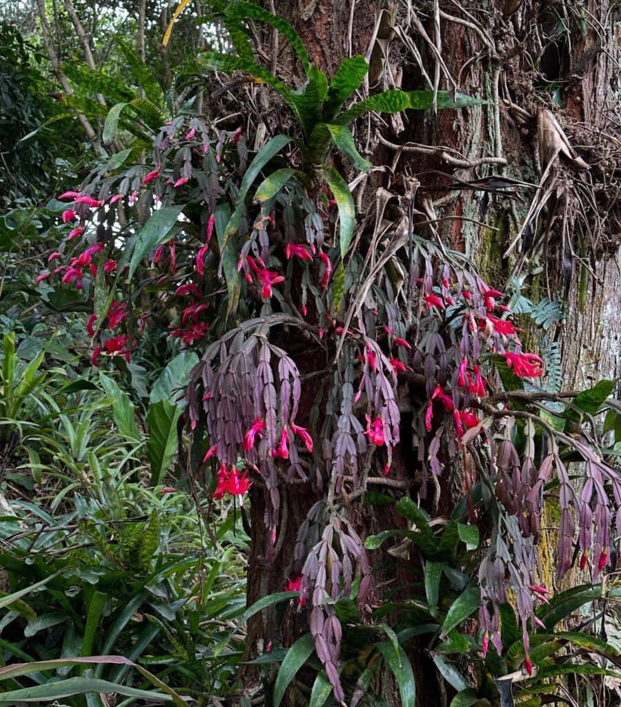 Christmas, Thanksgiving, or Easter? How to Tell Which Holiday Cactus You Actually Have 5