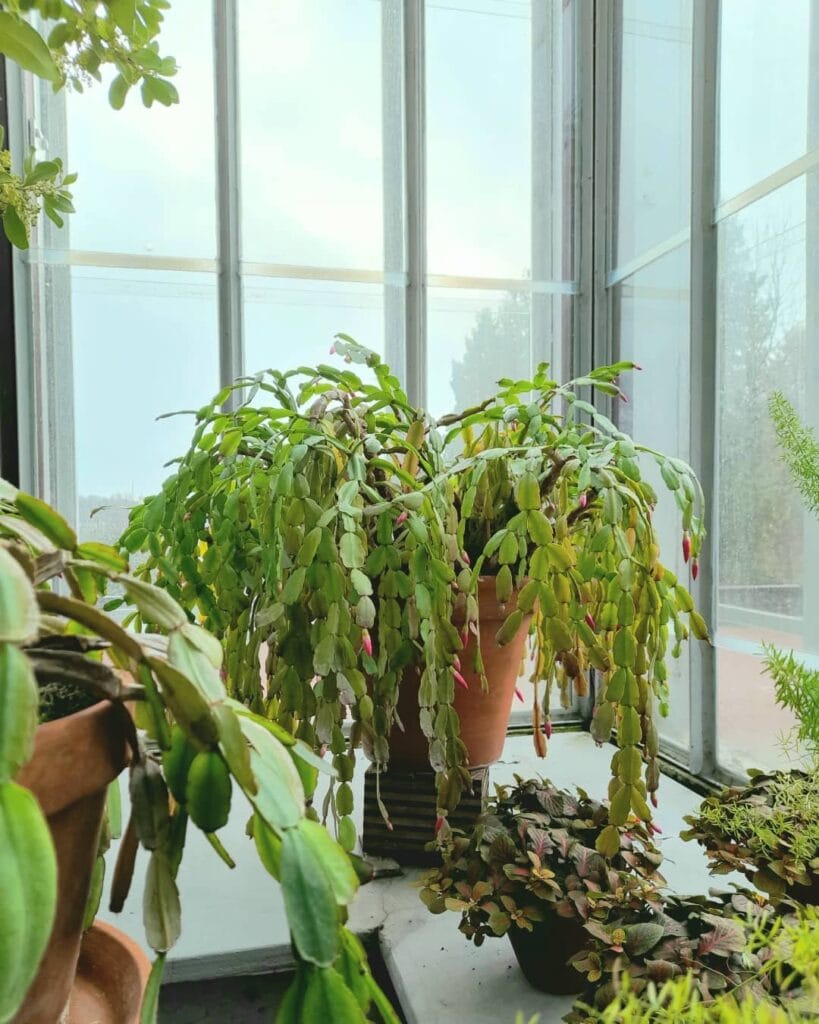 Christmas, Thanksgiving, or Easter? How to Tell Which Holiday Cactus You Actually Have 3