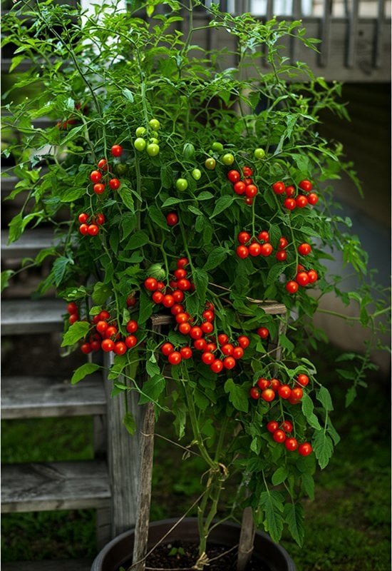 matt’s wild cherry tomato