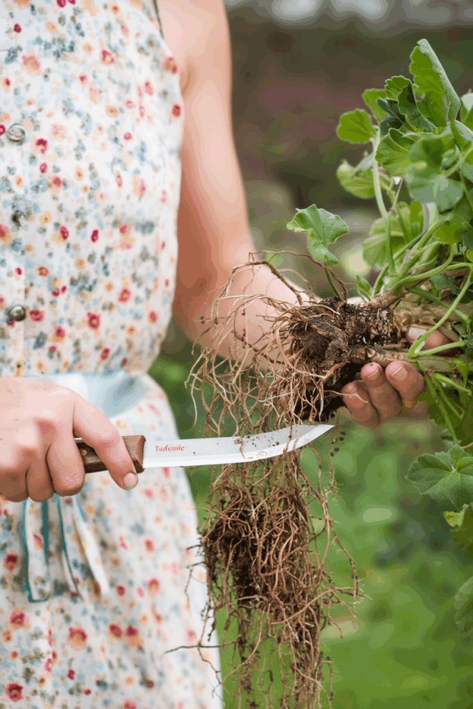 This Old-Fashioned Geranium Overwintering Trick Is Still the Easiest Way to Keep Them Alive 3